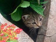 Kitten, Kätzchen, Babykatze, Katze - Verl