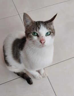 Maira aus dem Tierschutz - Grevenbroich