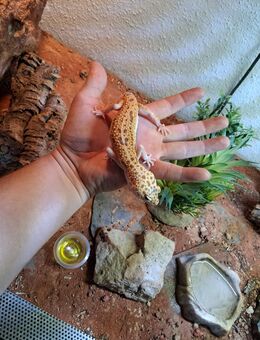 Leopardengeckos - Burglengenfeld Zentrum