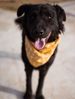 Missy 💗 lebhafte, so treue Mix-Dame! - Hamburg