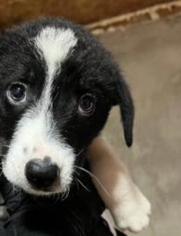 Welpe15C sucht seine Menschen und Namen - Kallmünz