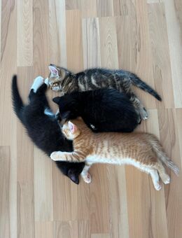 4 zauberhafte Kätzchen abzugeben / 3 weibliche Katzen und 1 Kater / Kitten - Aidlingen