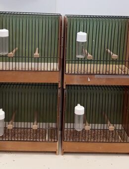Wursterkäfige - Ausstellungskäfige für Kanarienvögel - Limburgerhof