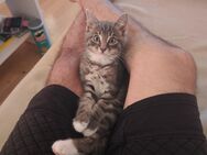 Main coon kitten - Suhl