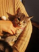 Marrakesch Teppichrakete 20Wo. m getigert Kinderlieb Hundefreundlich Kätzchen Katzenbaby Kitten in 63599