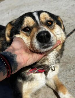 Menschenbezogen freundlich=kleine YOLI♥️ - München