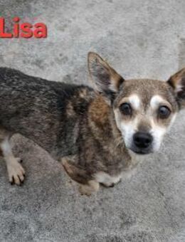 Lisa - eine kleine liebe Hündin - Höchst (Odenwald)