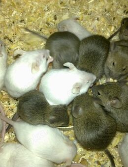 Maus, Mäuse ruhig und handzahm - Wörth (Rhein)