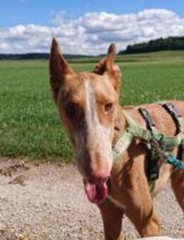 Xenon - Bildschöner Podenco - Heppenheim (Bergstraße)
