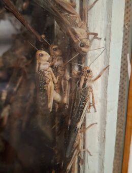 Wander Heuschrecken - Hamburg