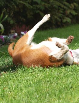 Familiäre Hundepension - Urlaubsbetreuung wie ihr Hund sie selbst buchen würde - Bönen