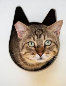 Der neugieriger Kater Gordinflas - Bad Camberg