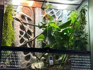 Terrarium mit Chamäleon - Melsungen