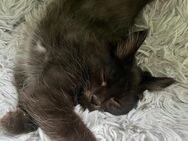 Maine Coon Kitten - Henstedt-Ulzburg