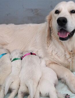 Reinrassige Golden Retriever Welpen Weiß - Ahnentafel - ED HD Frei - Stadtallendorf