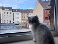 "Reinrassige Perser Babykatze zu verkaufen – Ihr neuer flauschiger Freund wartet auf Sie!" - Mönchengladbach