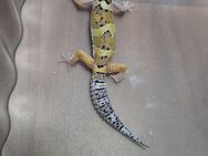 Leopardgecko Weibchen - Rühen