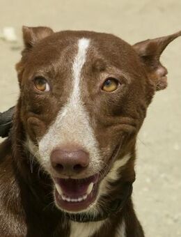 Roqui, aktiv, freundlich, vorsichtig - Westerholt