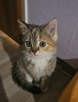 3 zuckersüße kitten abzugeben - Panten