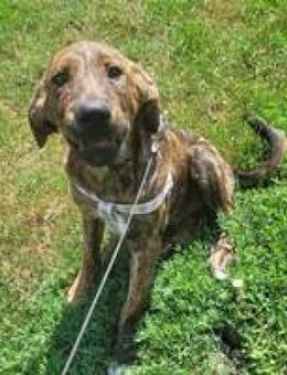 Jimmie entzückender Junghund - Hüllhorst