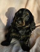 Zwergdackel x Standard in 32051