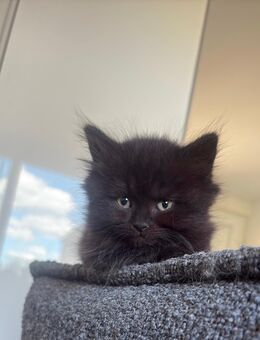 Kitten - Michendorf