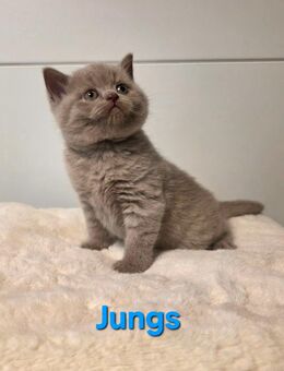 Bkh kitten, bkh Kätzchen, katze - Bad Rappenau