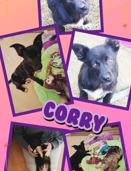 Corry wartet in Obertrubach! - Nürnberg