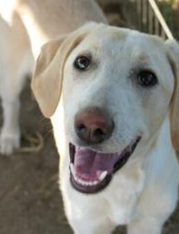 OLLIVANDER - fröhlich & aufgeweckt - Kallmünz