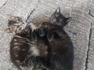 Babykatze 1 - Hemer