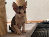 Wunderschöne Elf Sphynx Kitten - Berlin