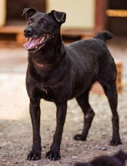 Hana 💗 wundervolle, liebe Zuckerschnute - Hamburg