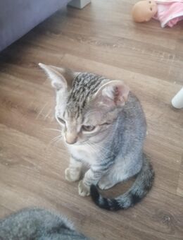 2 junkkater suchen noch ein zu Hause - Trier