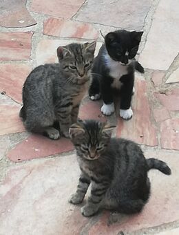 Kätzchen Kitten suchen neues Zuhause - Plau (See)