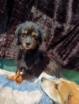 Melissa❣️ Sucht dringend ihre Lieblings - Spenge