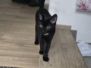 Siam-Mix Kitten sucht liebevolles Zuhause - Backnang Zentrum