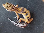 Leopardgecko weibchen Tangerine Mithras - Winterthur