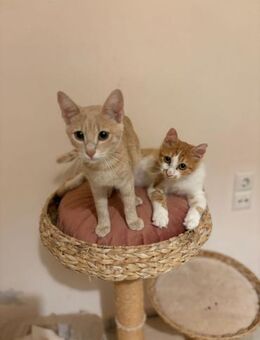 Fluffy & Oliver aus dem Tierschutz - Grevenbroich