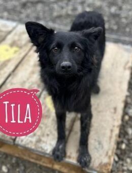 Tila eine zierliche zarte Mimosenblüte - Flörsheim-Dalsheim