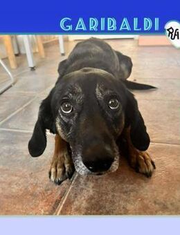 🧡 GARIBALDI 🧡 - ZUHAUSE GESUCHT! - Alfeld (Leine)