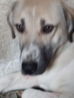 Vada 53 cm - Alpenrod