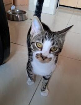 Schüchterner Ragnak, gerne mit Haru(Bea) - Geisenheim