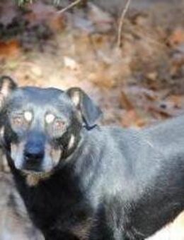 Ruby sucht Körbchen - Berlin