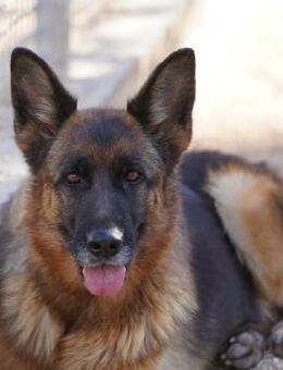 Angie, dringender Notfall - Bad Vilbel