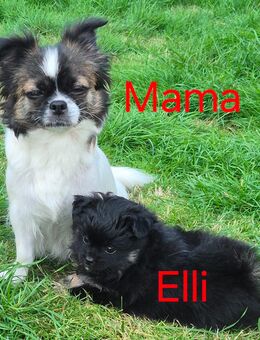 Shi Tzu Chihuahua Pomeranien Welpen Mischlinge - Varel