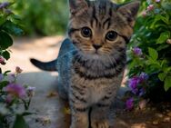 BKH Kitten golden tabby Reinrassig - Nürnberg
