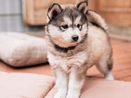 Exzellente Pomsky F1b Welpen mit seltenen Farben (Blue merle, Agouti, Husky- Optik) - Osnabrück