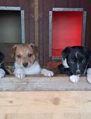 Wunderschöne Border Collie x Scandinavian Hound Welpen abzugeben in 06406