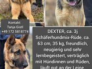 Für Immer zu Hause gesucht! Dexter männl. ca 3 Jahre vermutlich Schäferhund Mix sucht sein für immer zu Hause! - Neusäß