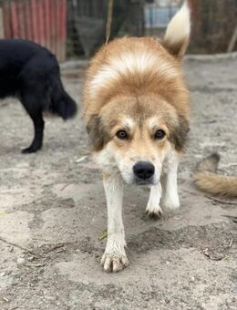 Aika wartet auf ihre Pflegefamilie - Celle